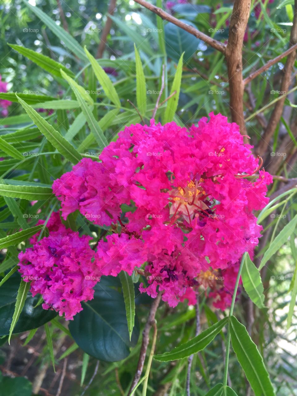 Flores de cores fortes e inspiração profunda. 