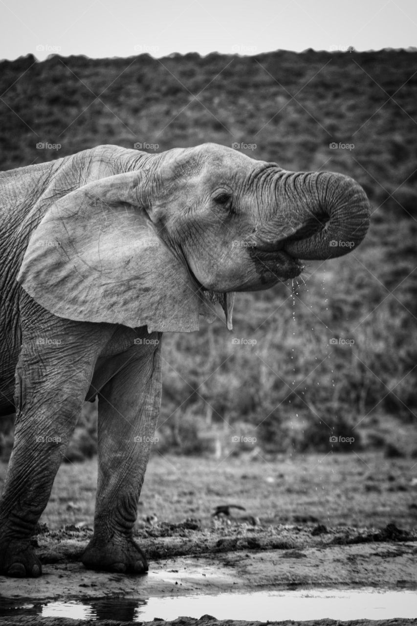 African elephant at a waterhole.