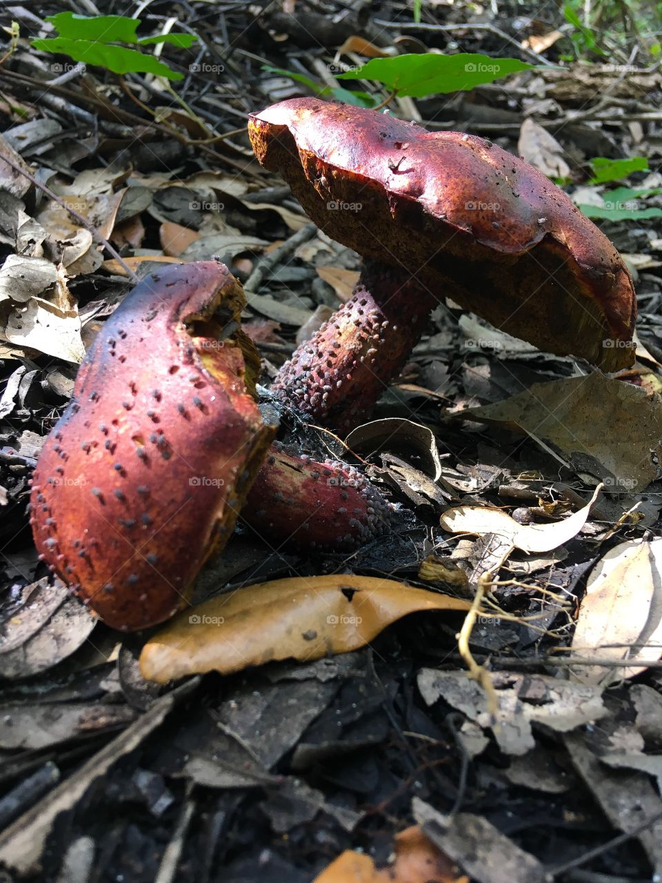 Red bolete mushrooms in a South Florida forest. “Make Sure Your Bolete Doesn’t Stain Blue When Bruised, or have bright red or yellow pores at the bottom. “ if not they are edible.