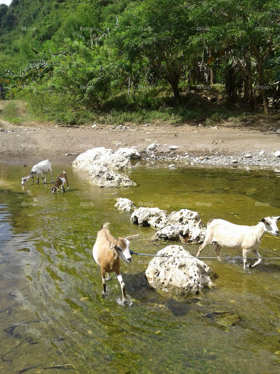 Goats in the river
drinking water