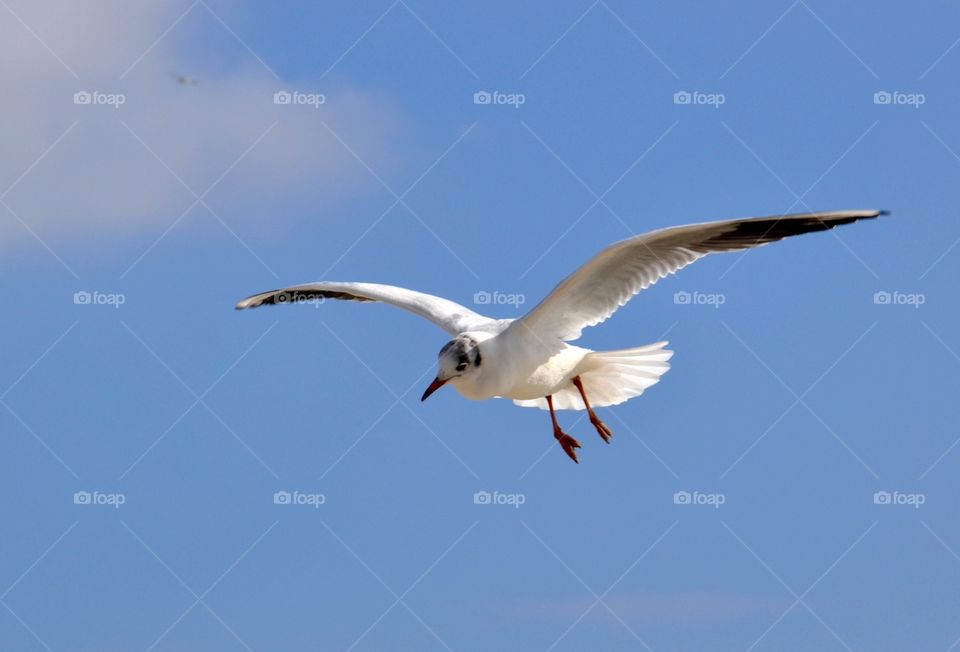 Low angle view of seagull against sky