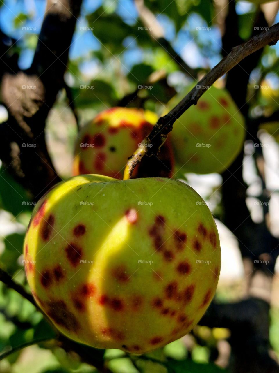 apples with polka dots