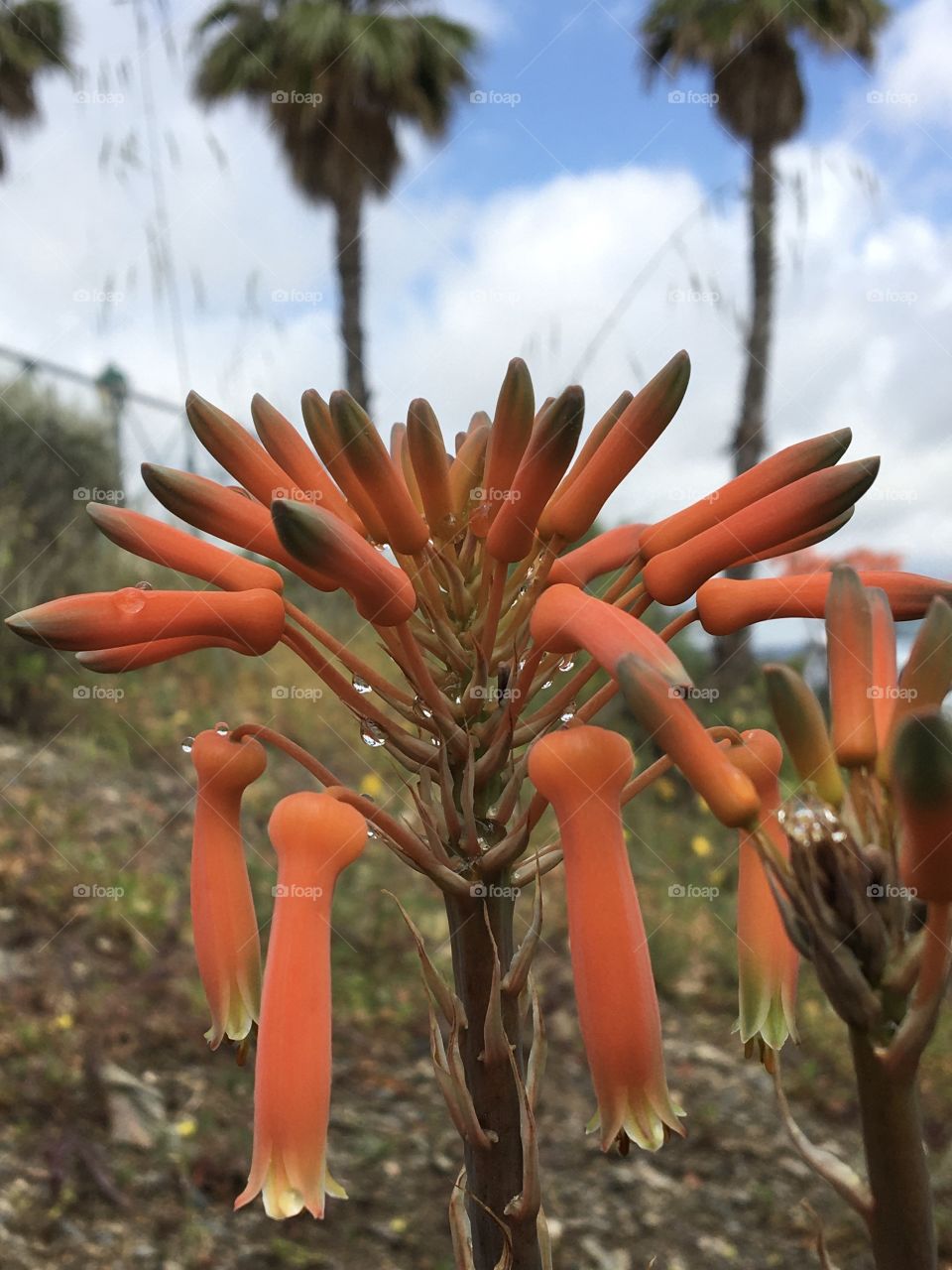 Rain on succulent flowers