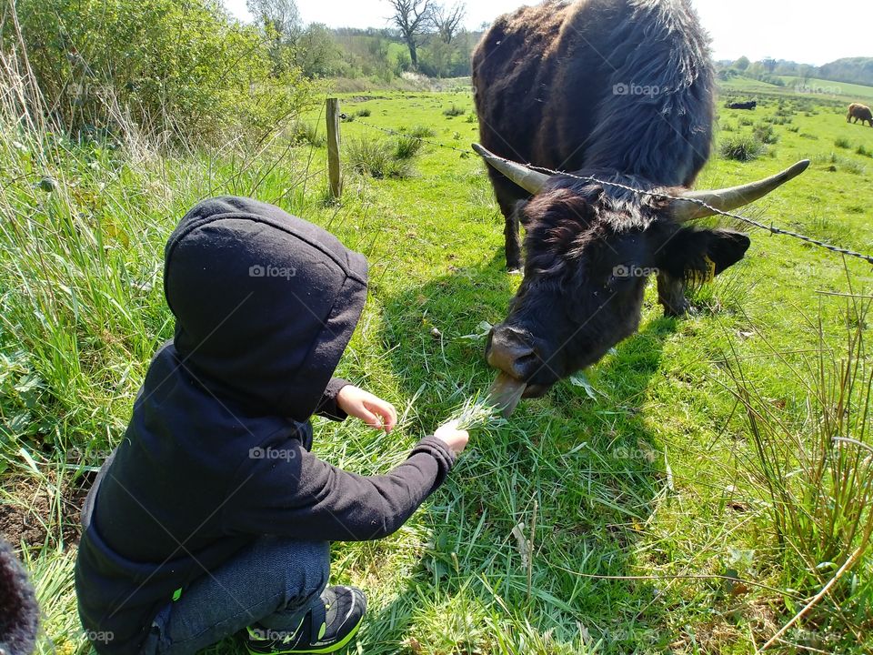 cow rind füttern Sommer