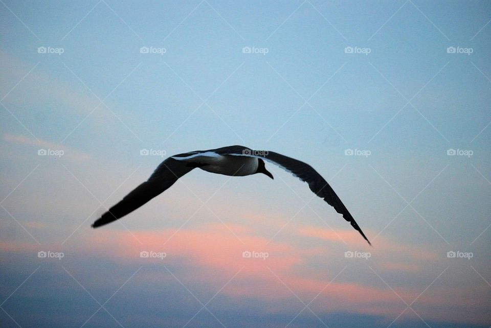 Seagull soaring in the air 