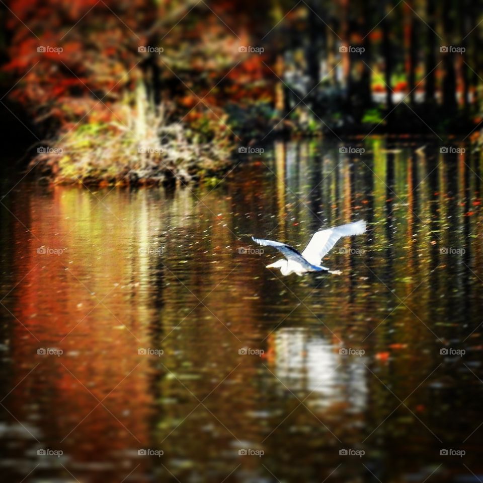 Flying Low in Autumn