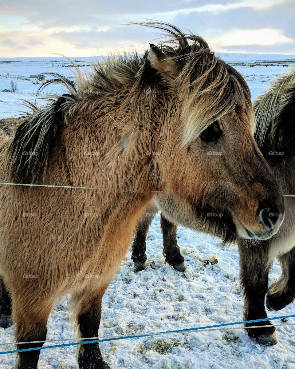 Icelandic Horse On Icy Landscape