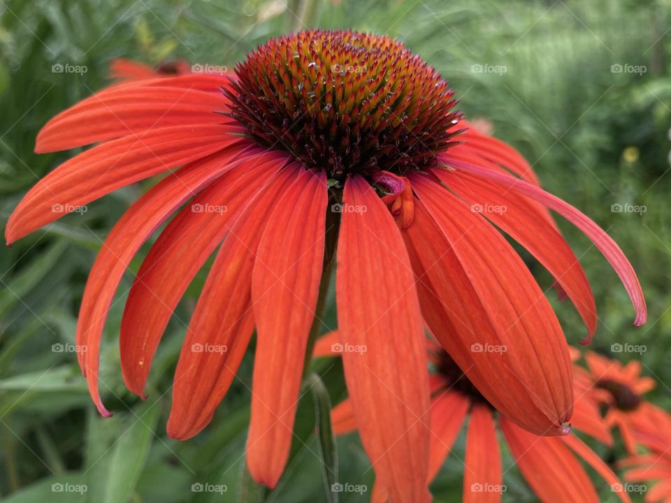 Red Coneflower 