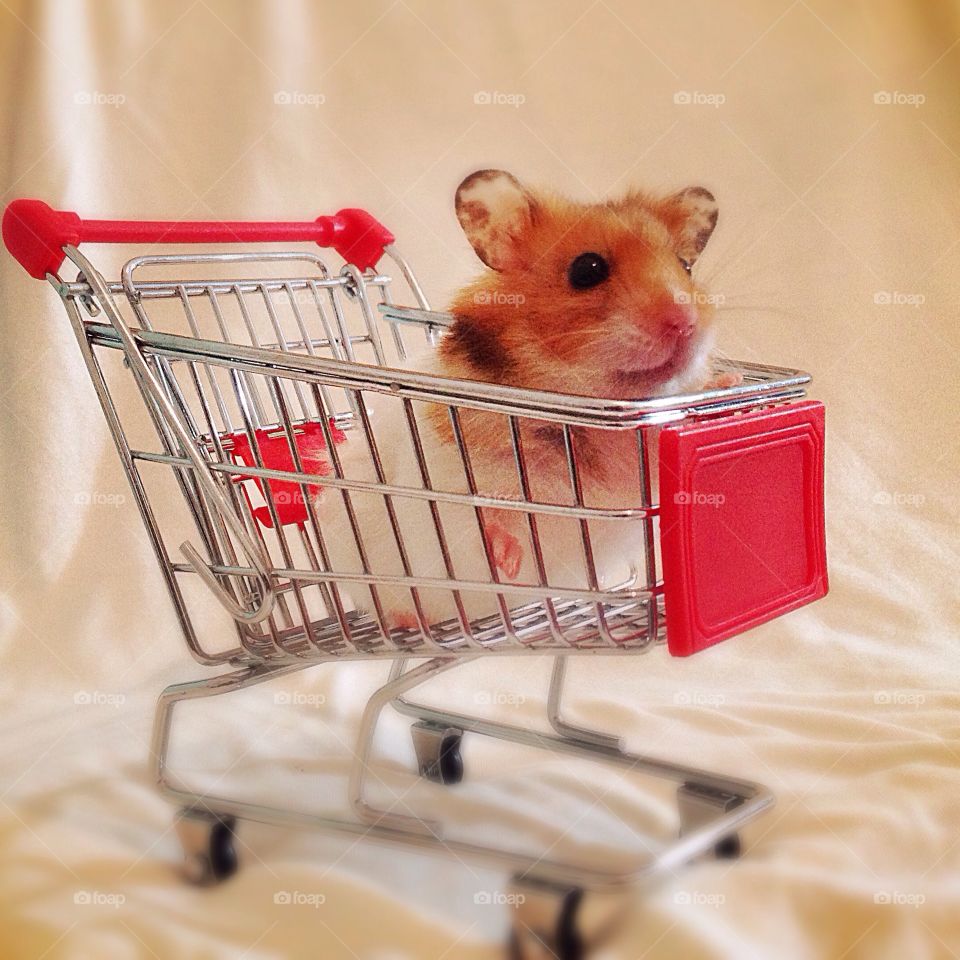 Funny Hamster in a supermarket cart