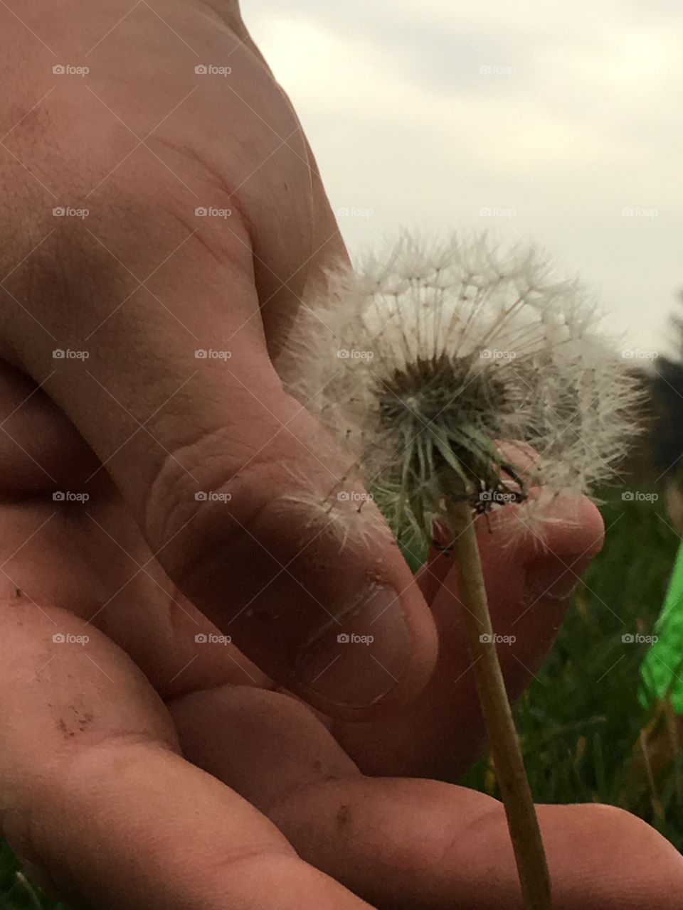 Pick flower abstract field 