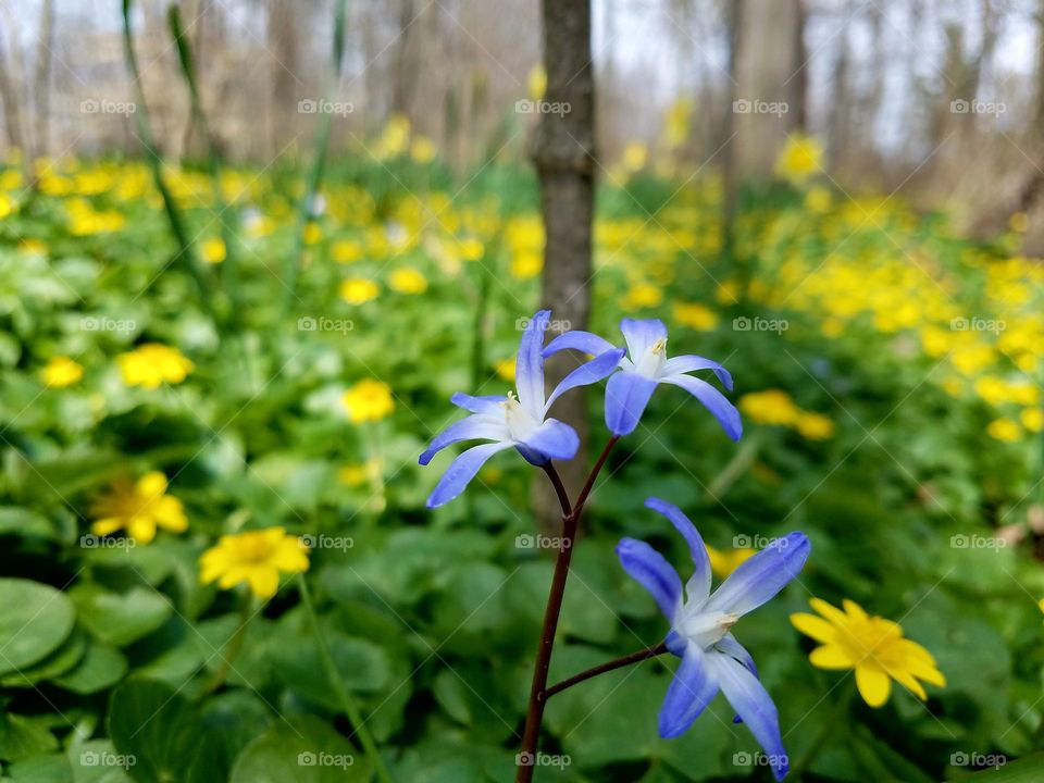 Spring wildflowers