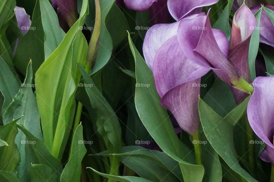 Blooming purple flower in lush green leaves