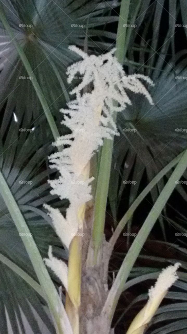 palmeira elegante