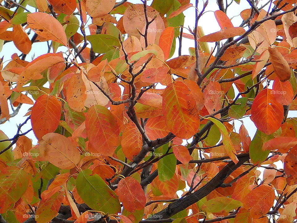 Beautiful Bright Orange and green Bush