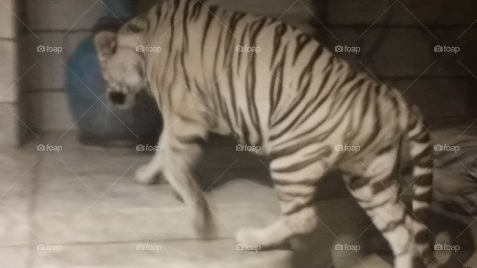 Mammal, One, Cat, No Person, Tiger