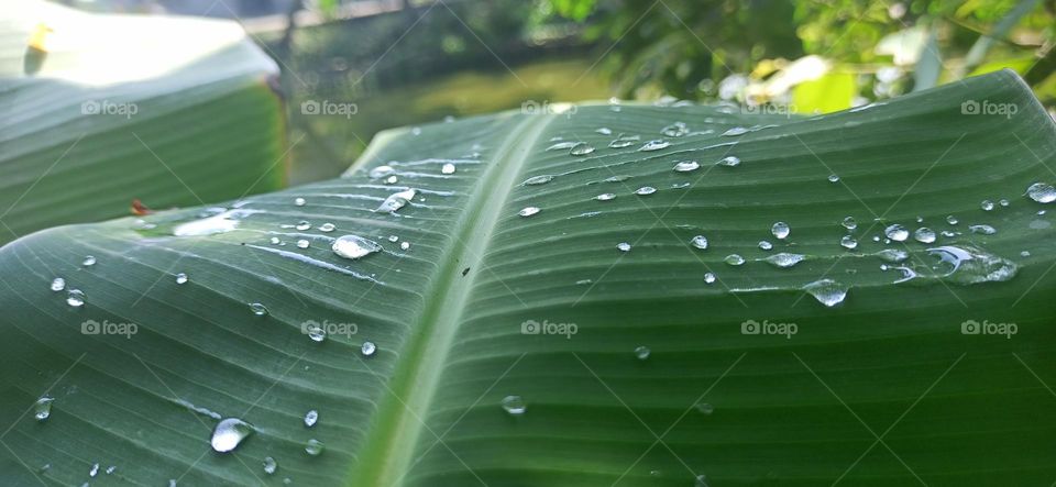 Dew drops on the banana leaf