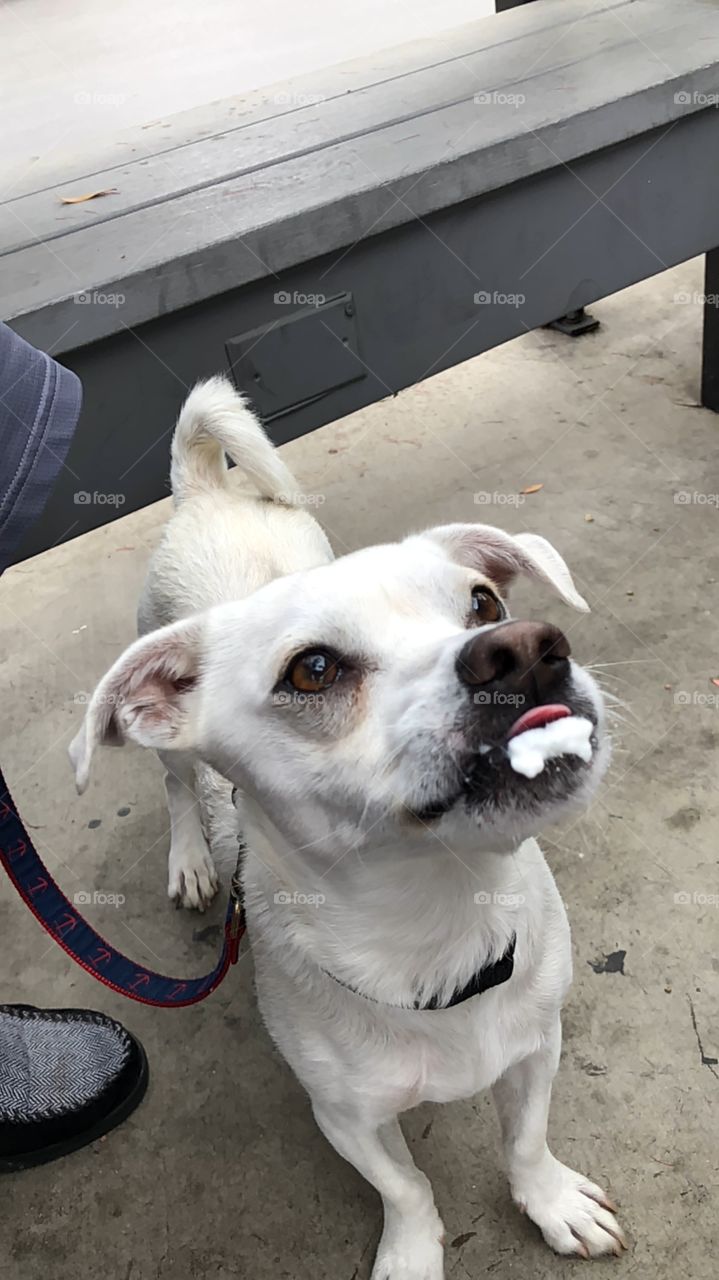 Dog with fur drinking Pup-a-Chino 