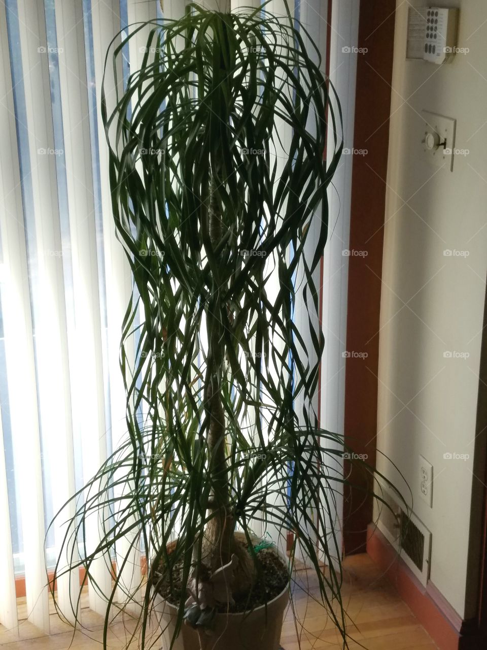 Elephant Palm w two Sprouts