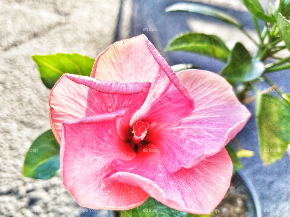 pretty pink hibiscus