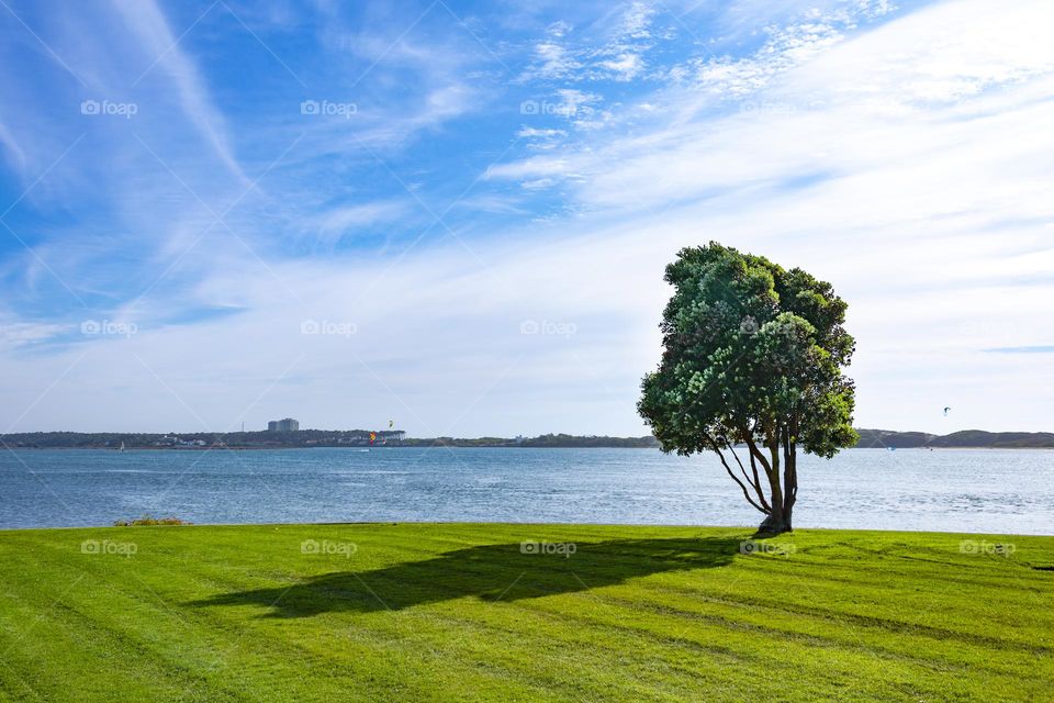 one tree against the blue sky