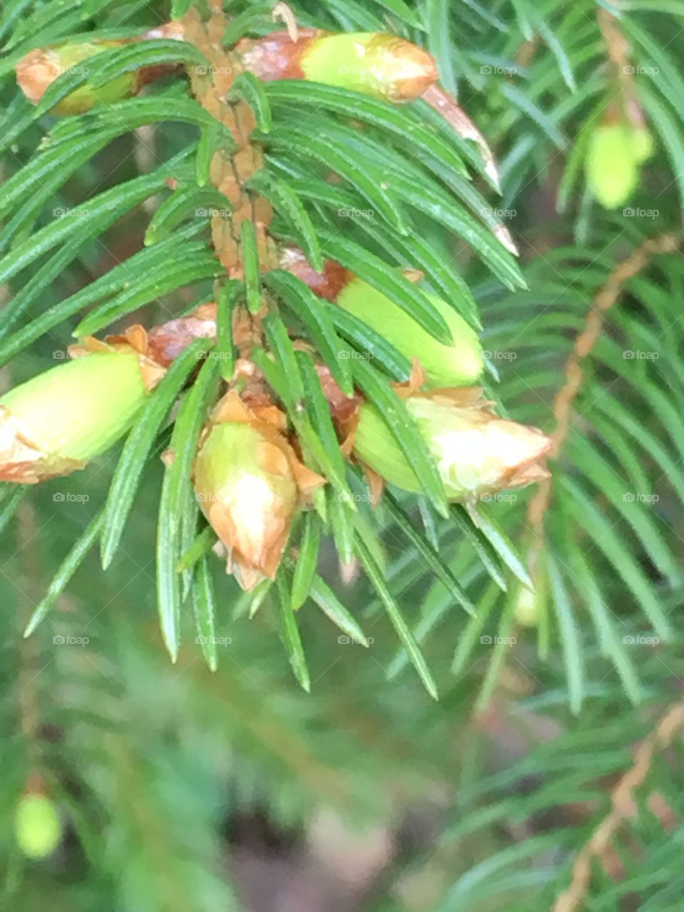 buds on spruce