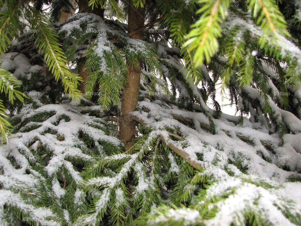 Winter, Tree, Fir, Snow, Pine