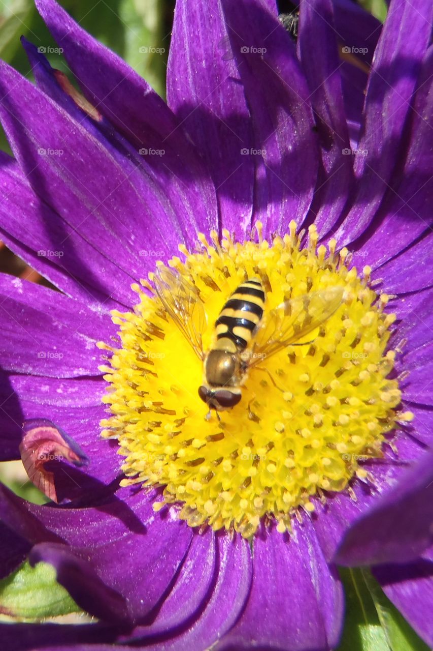 Hover fly on aster 