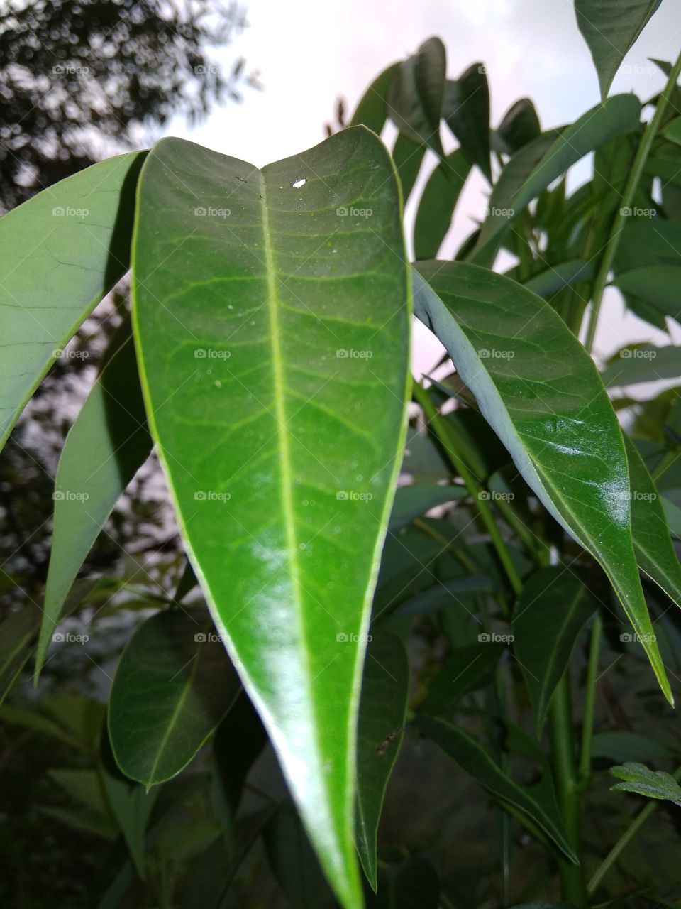 Leaf