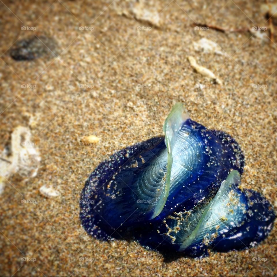 Valella jellyfish. Oregon coast jellyfish invasion 