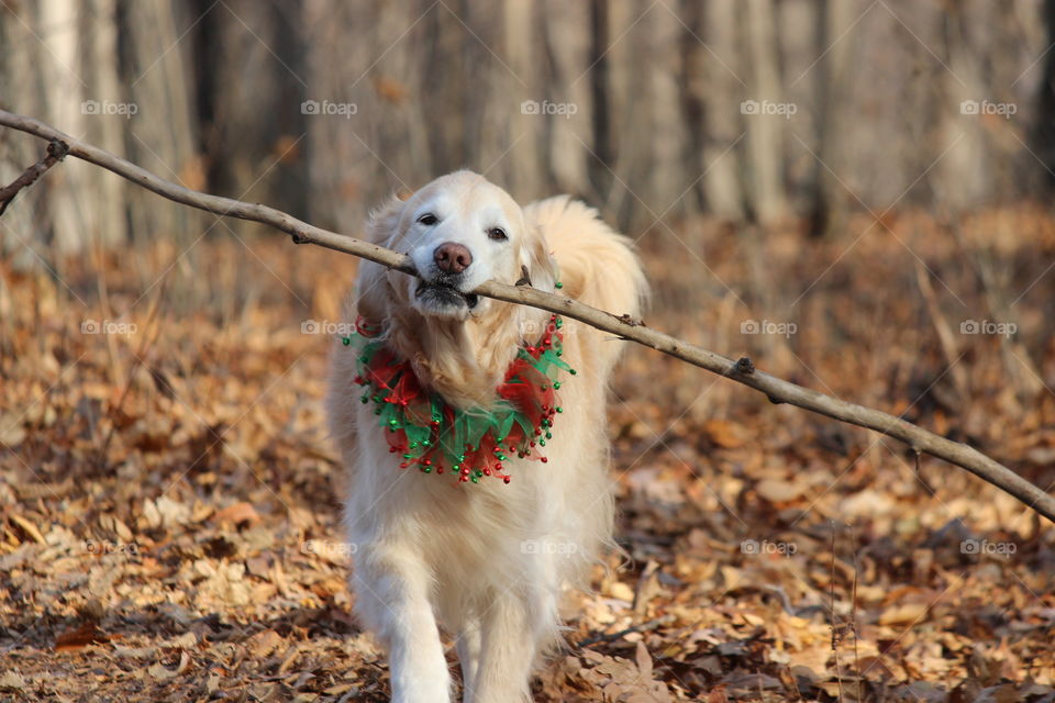 branch Manager picking up sticks on a beautiful Fall Day