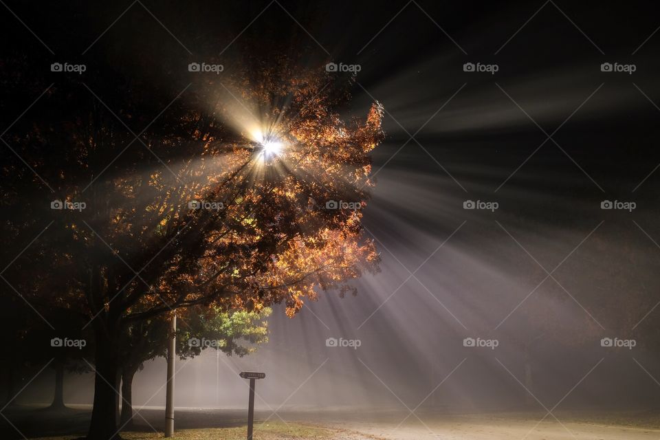 Brilliant burst of light from a street lamp blasting through the the fall foliage of a tree on a foggy morning with visible beams. Lake Benson Park in Garner North Carolina. 