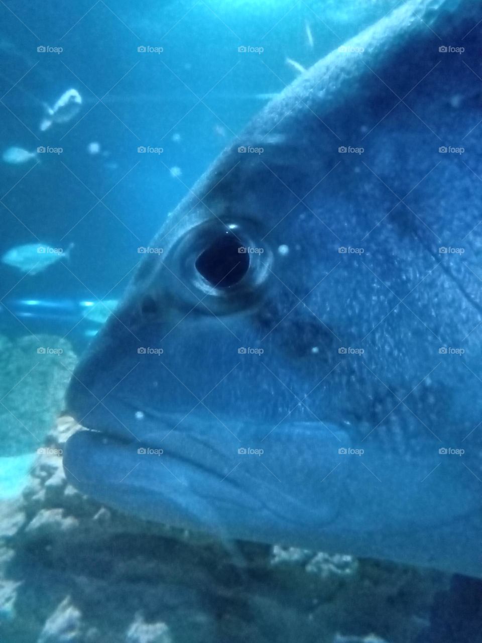 Blue light fish