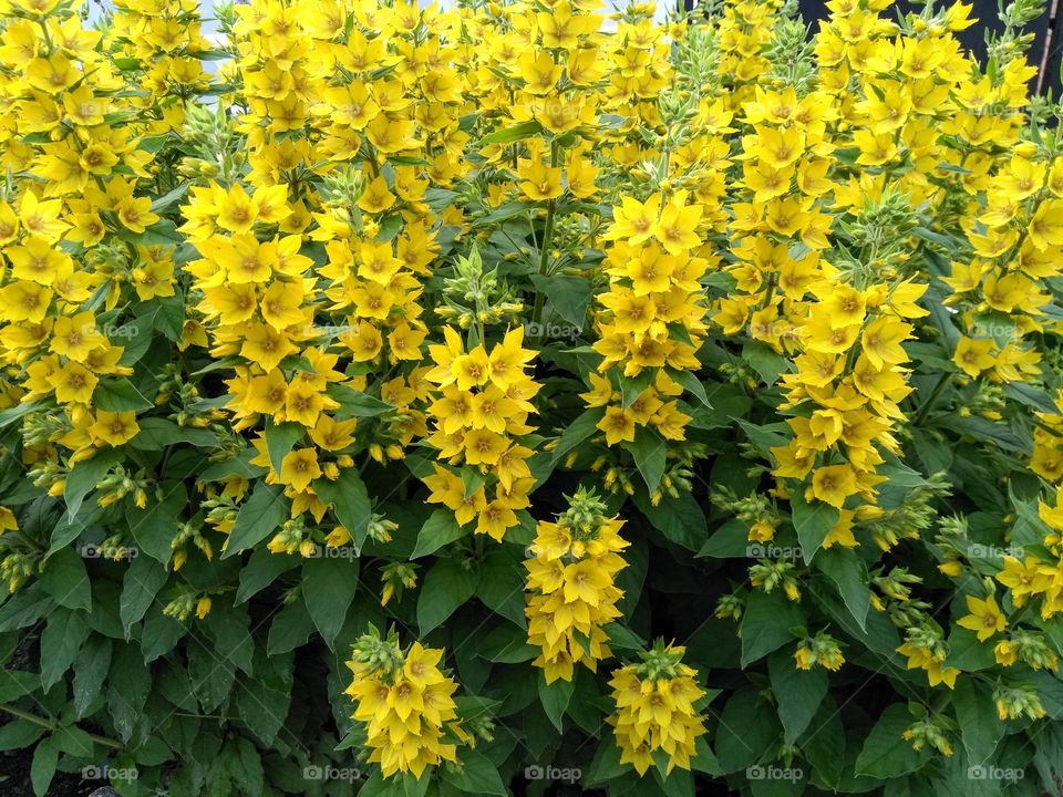 yellow flowers beautiful texture background