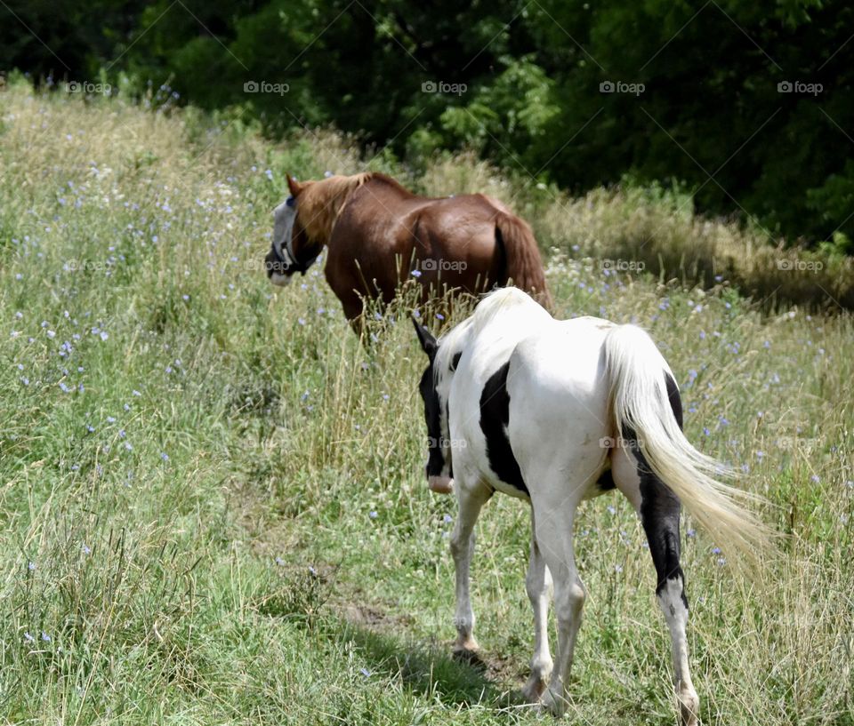 Two horses in a field