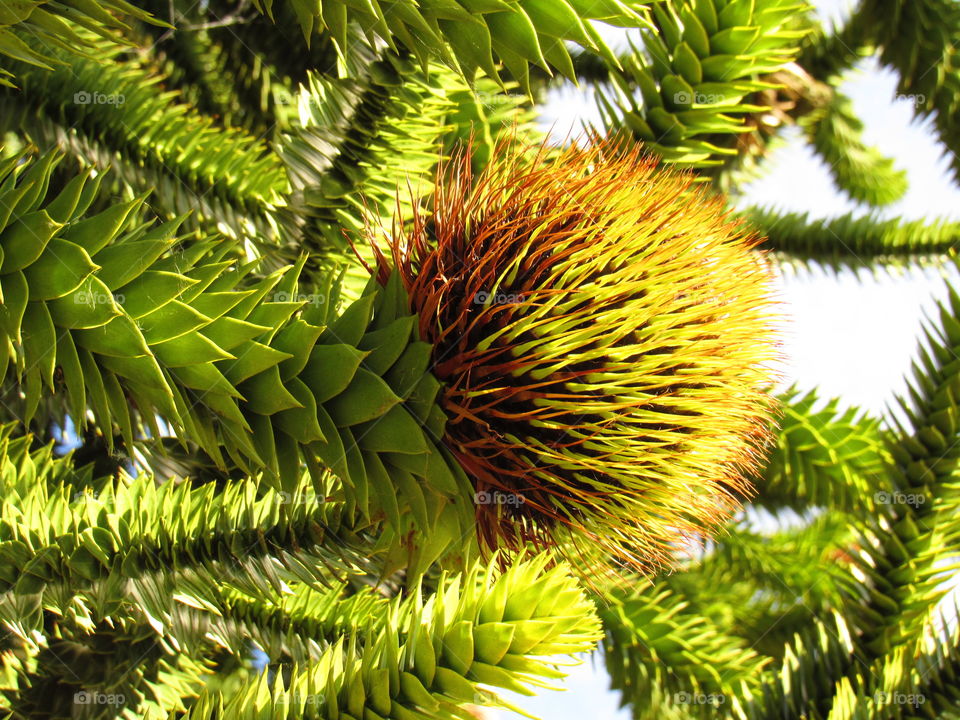 Araucaria araucana