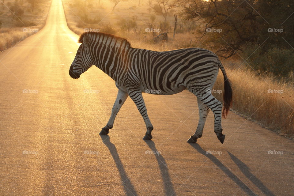 Zebra crossing - golden hour on an African safari