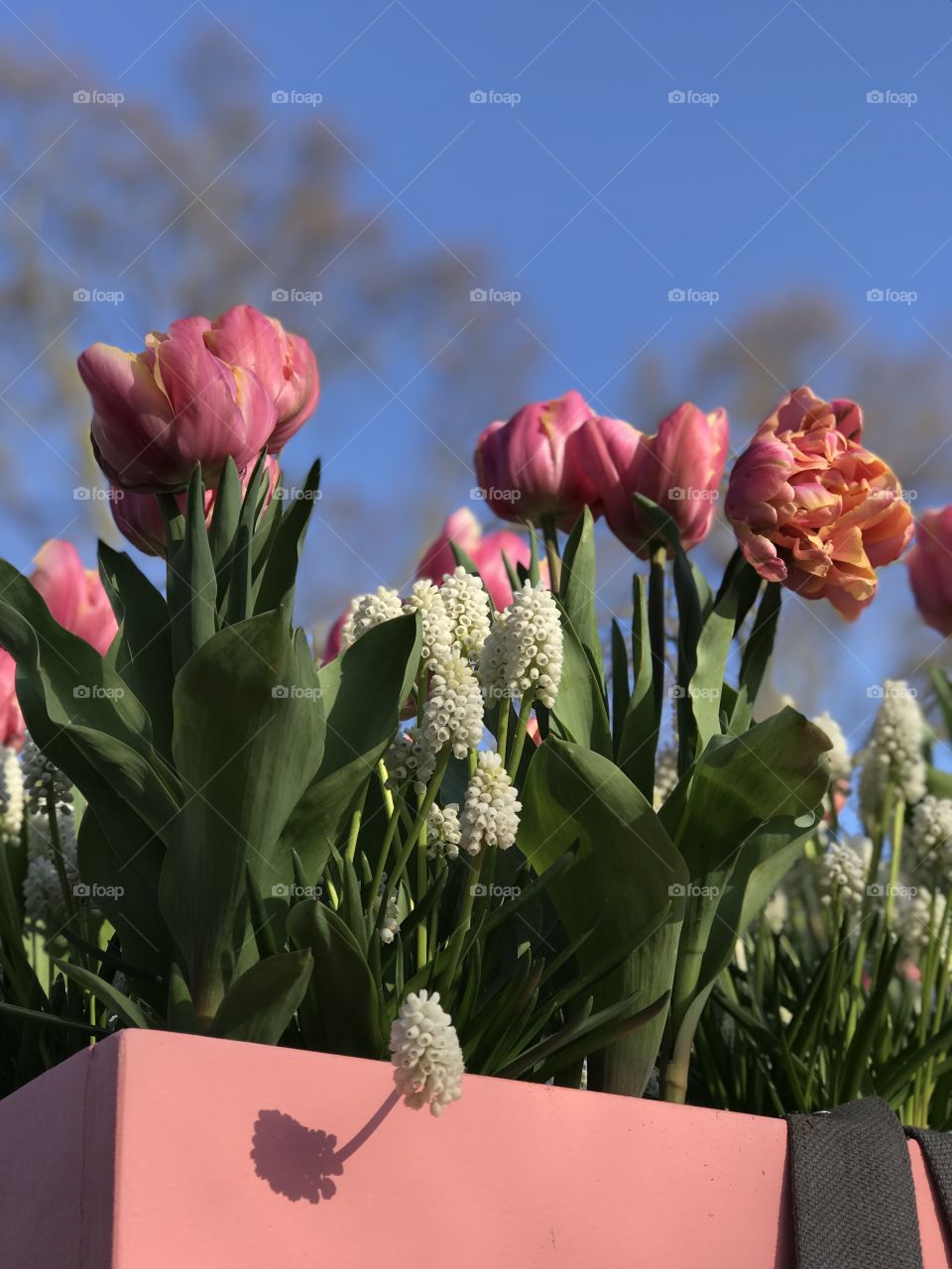 tulips in the sun 