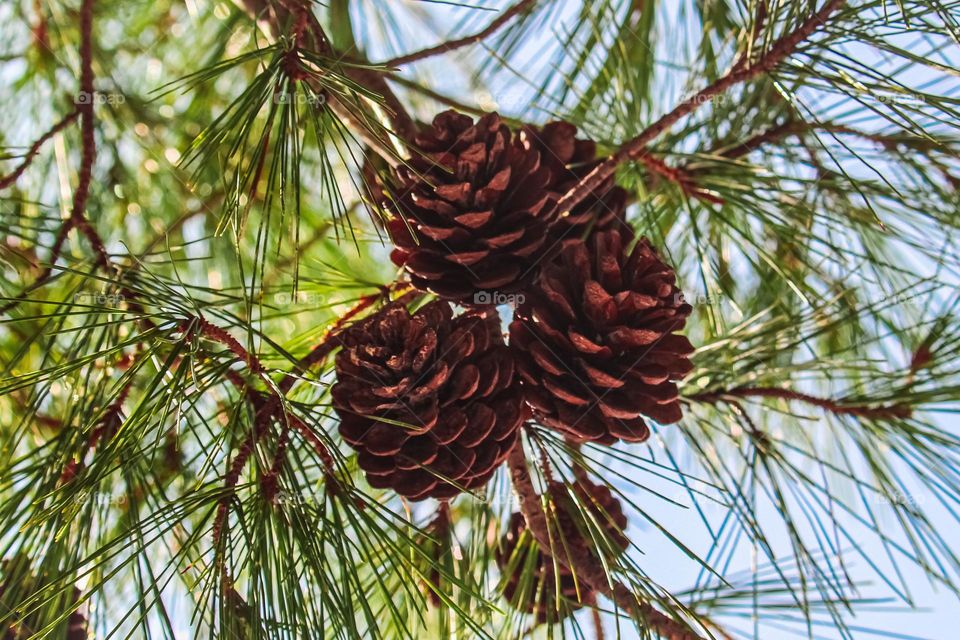 The mammals on a tree