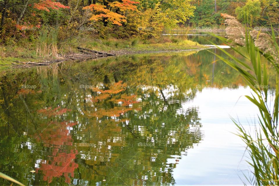 Fall Lake Tree Reflection 