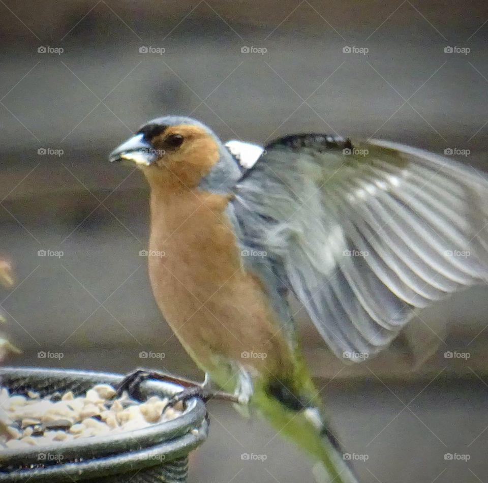 Chaffinch landing