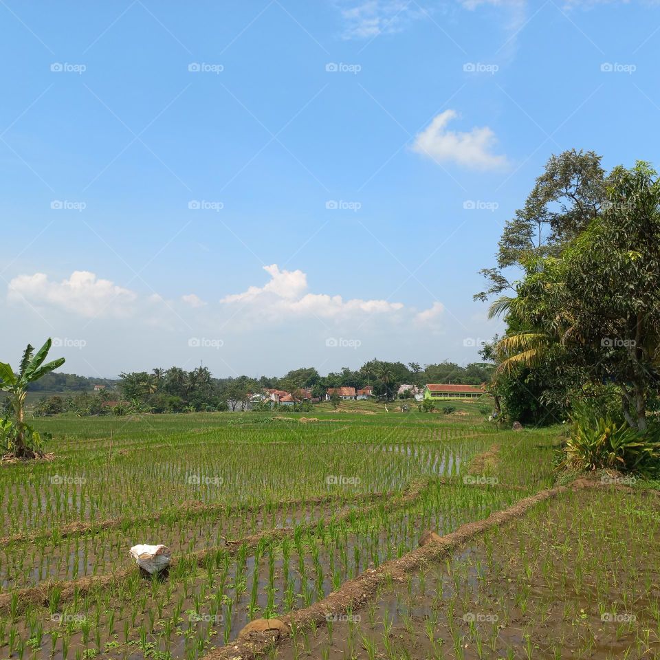 Views of rice fields with beautiful natural surroundings