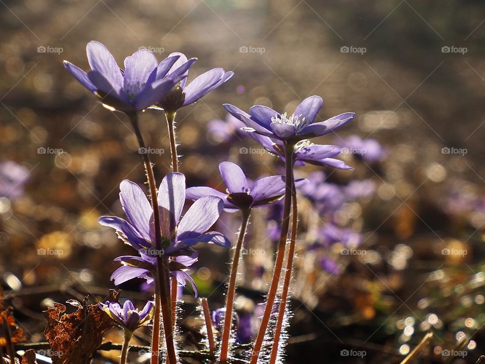 Hepatica in evening sunlight