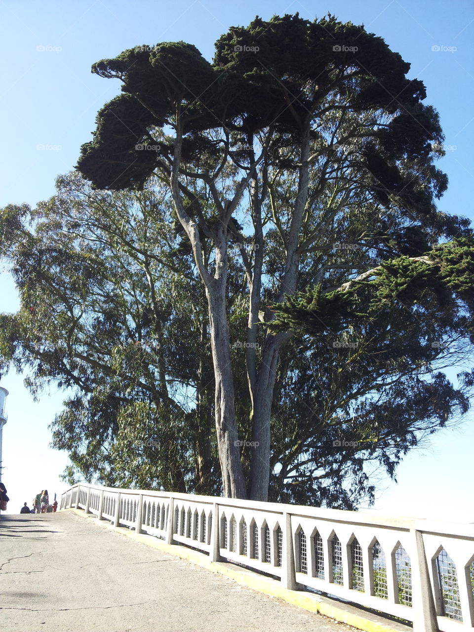 beautiful tree Alcatraz island