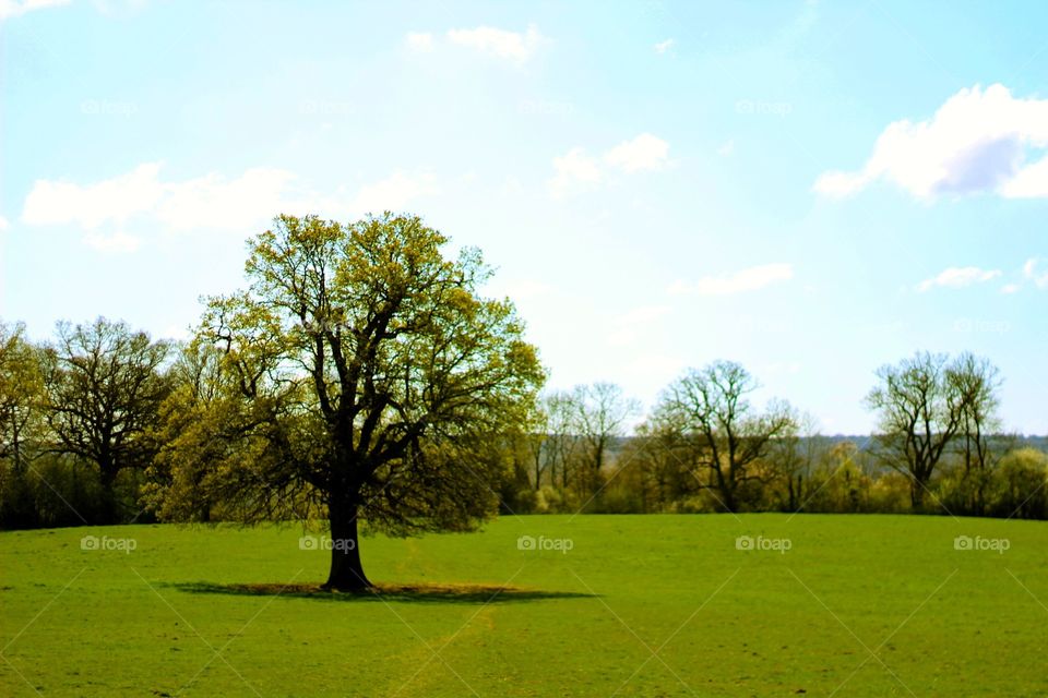 Oak tree in spring