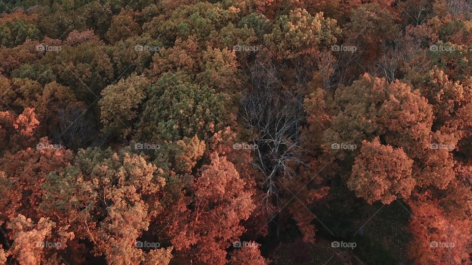 Autumn From Above