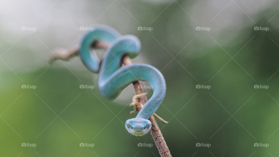 blue viper