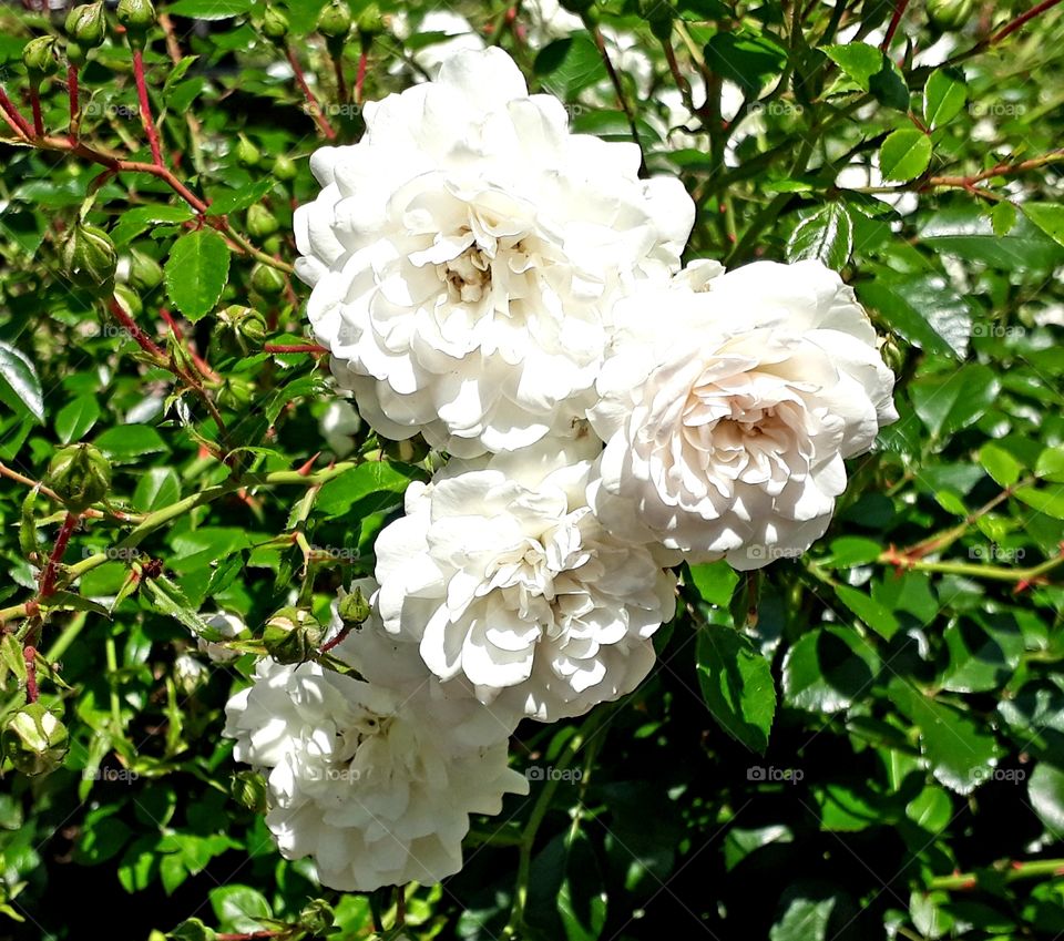 Sommerblume Weiß