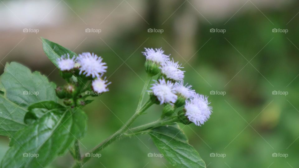 Bandotan or Wedusan is a type of agricultural weed belonging to the Asteraceae tribe. This seasonal herb comes from tropical America, especially Brazil