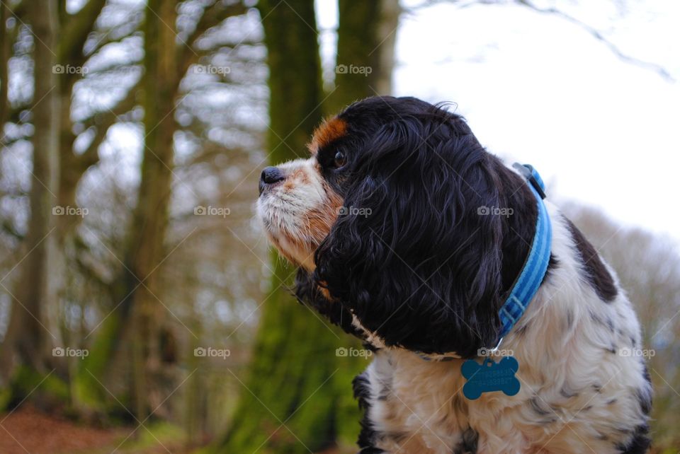 Walter the dog looks off into the distance during a walk in a welsh woods. 