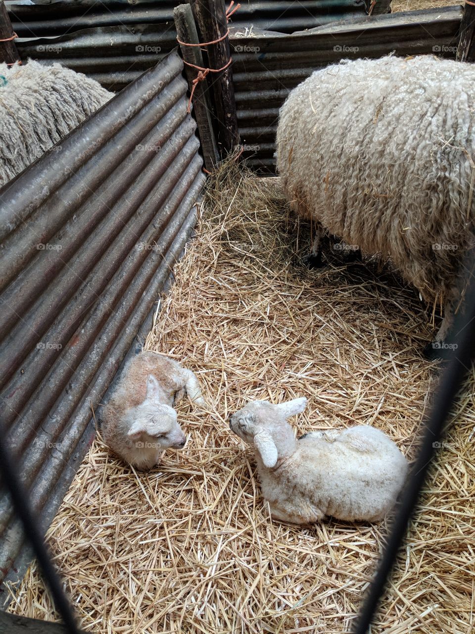 Mother sheep with newborn lambs